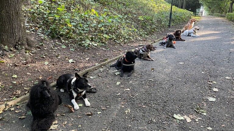 Vodící psi pro nevidomé Vodící psi pro nevidomé