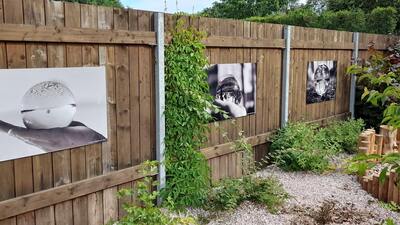 Fotografie v zahradě