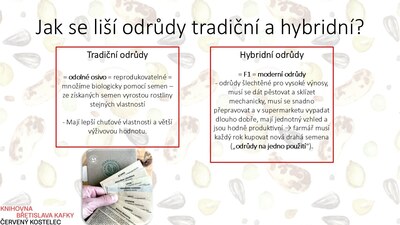 Jak se liší odrůdy tradiční a hybridní